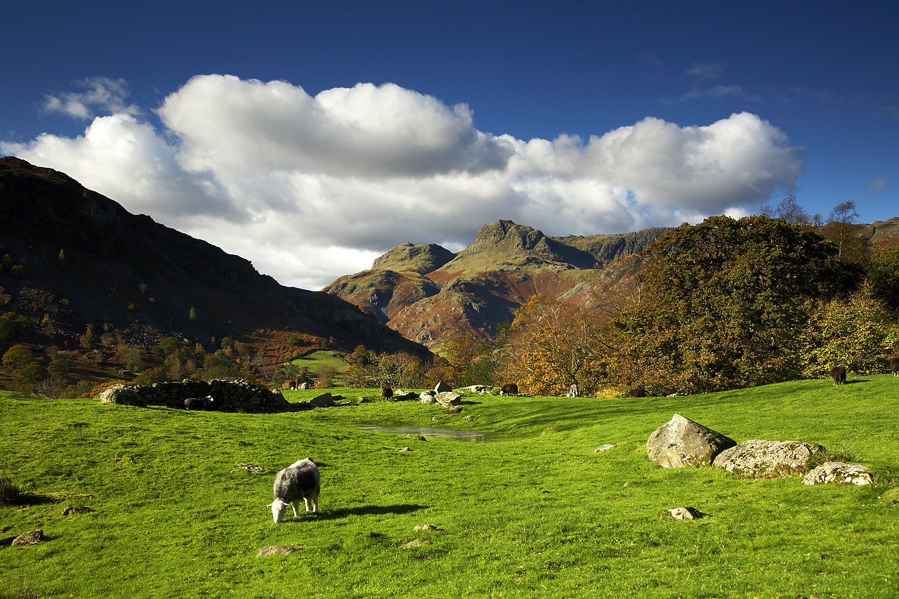 #060704-1 - Grazing Sheep, Great Langdale, Lake District National Park, Cumbria, England