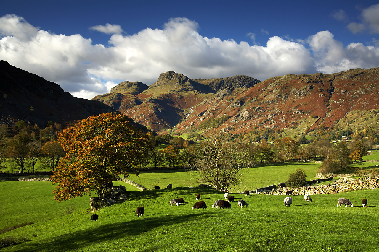 #060705-1 - Grazing Sheep, Great Langdale, Lake District National Park, Cumbria, England