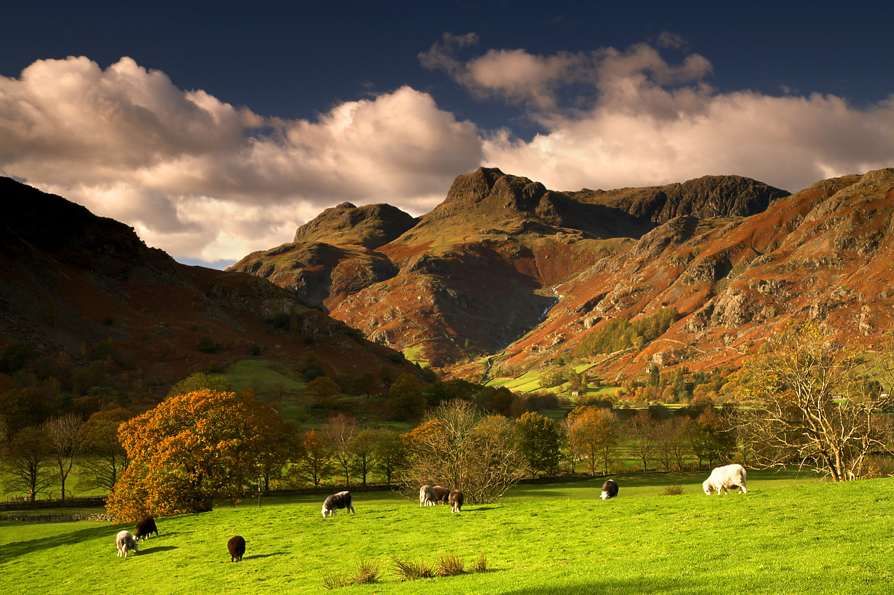 #060706-1 - Grazing Sheep, Great Langdale, Lake District National Park, Cumbria, England
