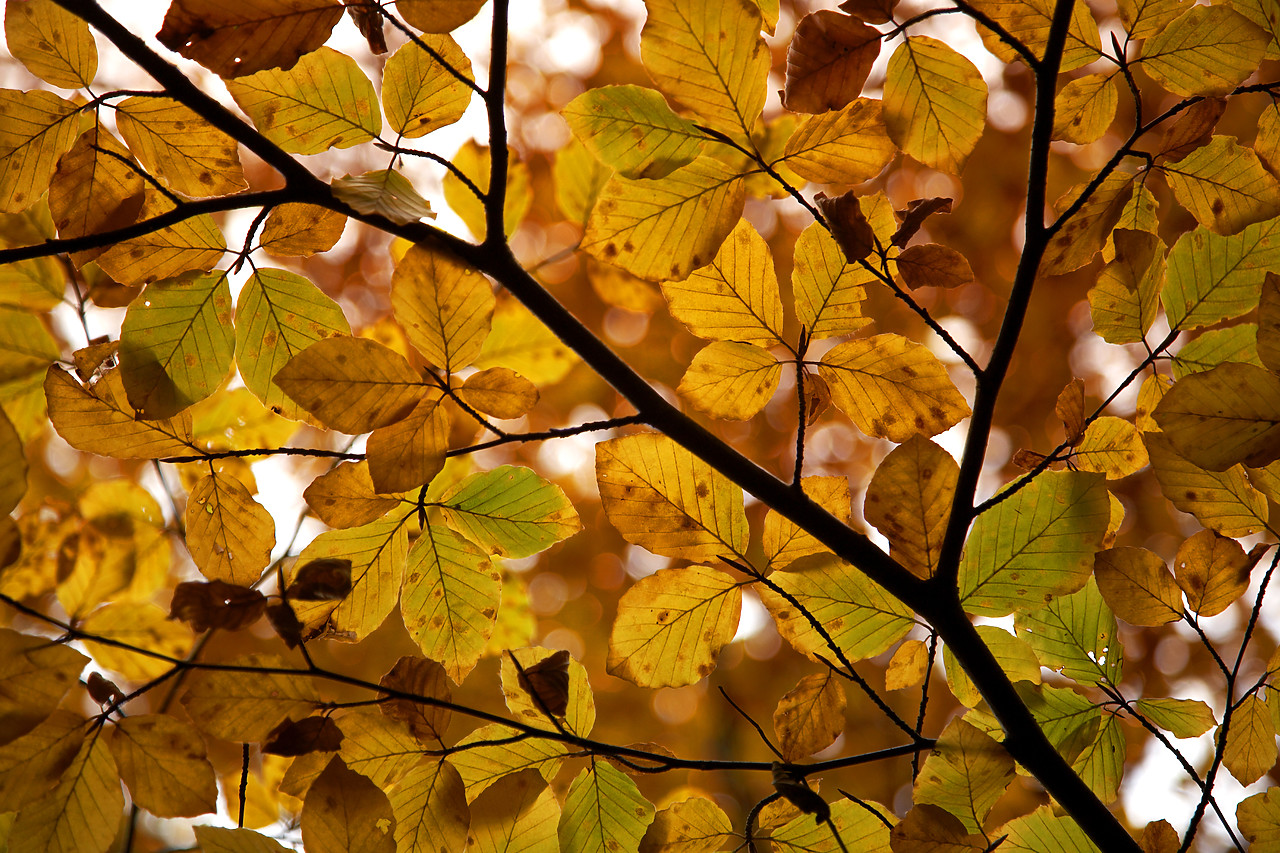 #060722-1 - Beech Leaves in Autumn, Tayside Region, Scotland