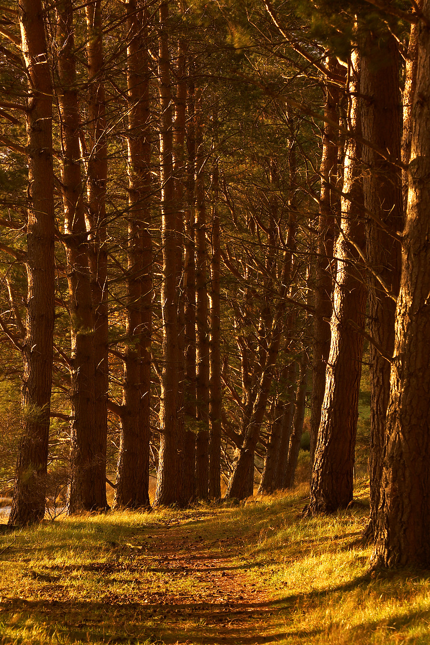 #060724-1 - Path through Pine Trees, near Aviemore, Highland Region, Scotland