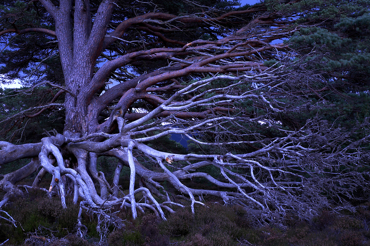 #060728-1 - Weathered Scots Pine, Aviemore, Highland Region, Scotland