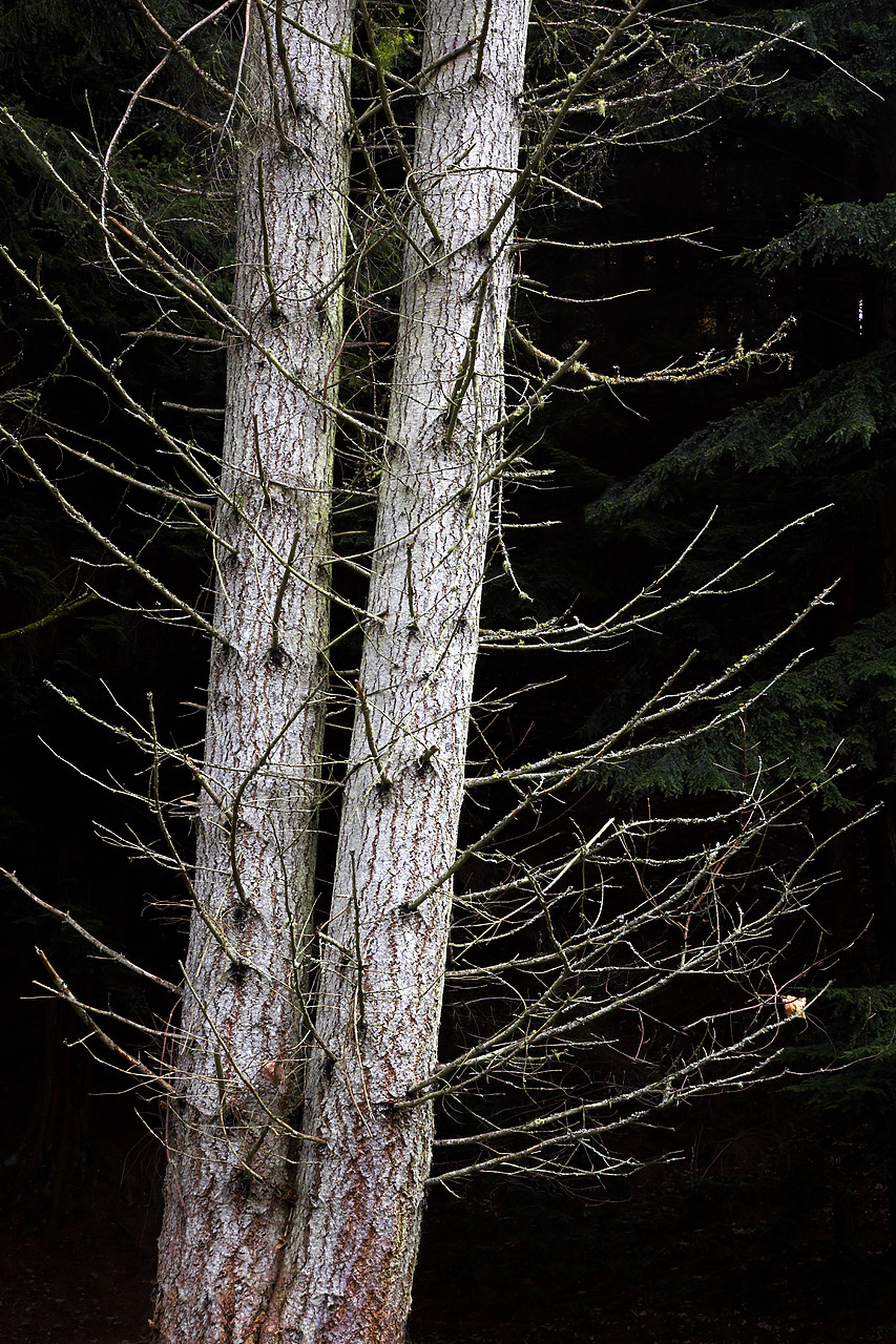 #060729-2 - Weathered Pine with Single Leaf, Aviemore, Highland Region, Scotland