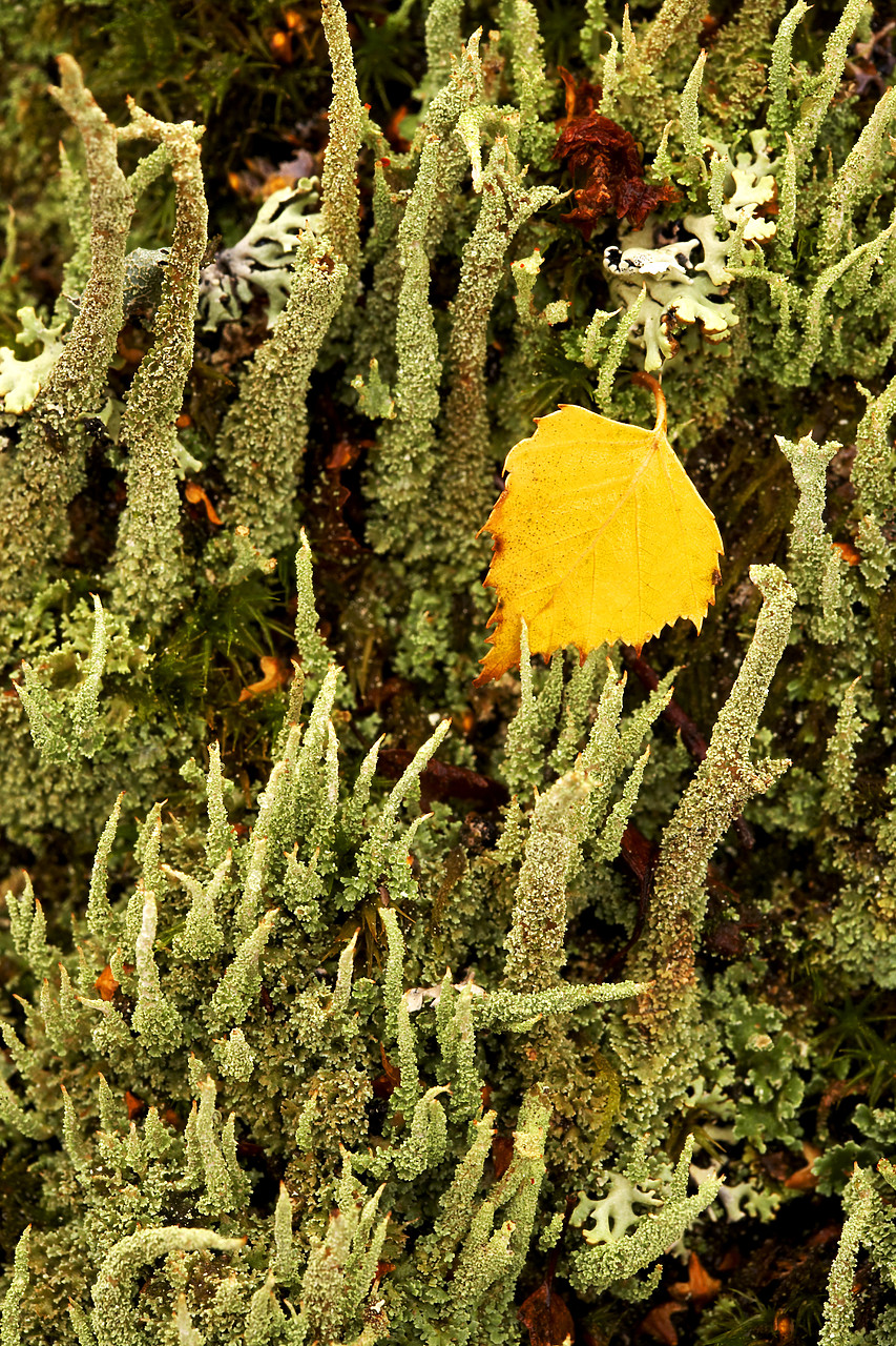 #060733-1 - Leaf amongst Lichen,  Tayside Region, Scotland