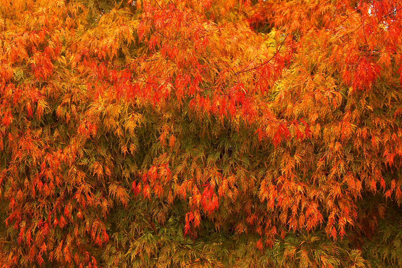 #060735-1 - Japanese Maple Tree in Autumn, seasonal; red