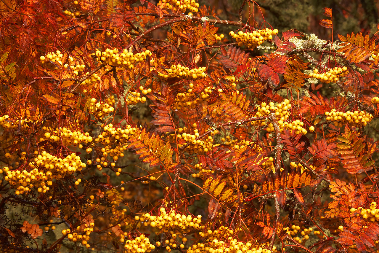 #060737-2 - Autumn Berries on Rowan Ash, Tayside Region, Scotland