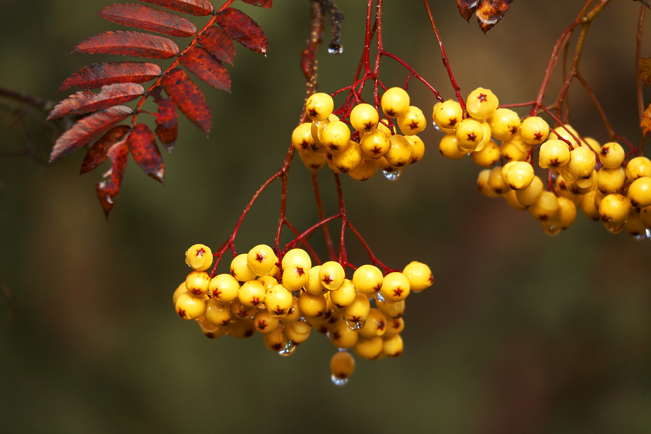 #060738-1 - Autumn Berries on Rowan Ash, Tayside Region, Scotland