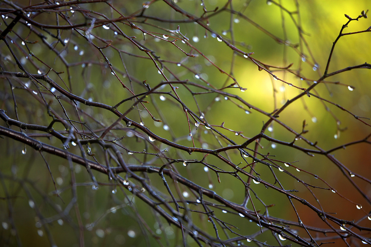 #060739-1 - Rain Drops on Tree Branch, Tayside Region, Scotland