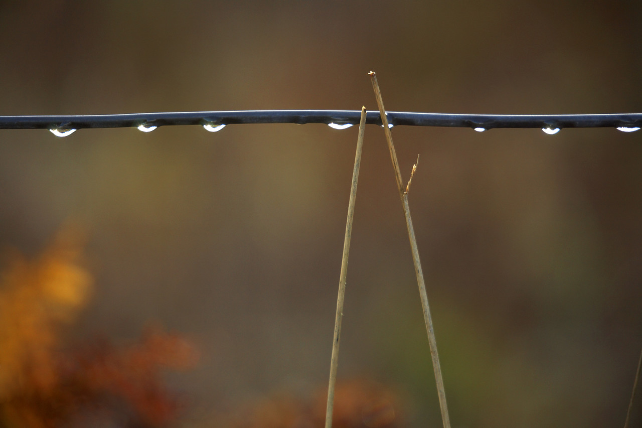 #060740-1 - Rain Drops on Wire Fence, Tayside Region, Scotland