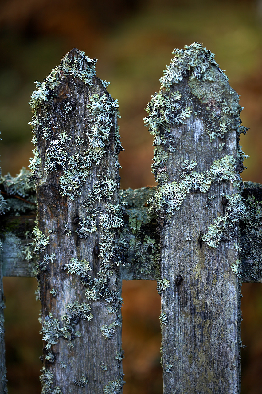 #060742-3 - Weathered Gate, Tayside Region, Scotland
