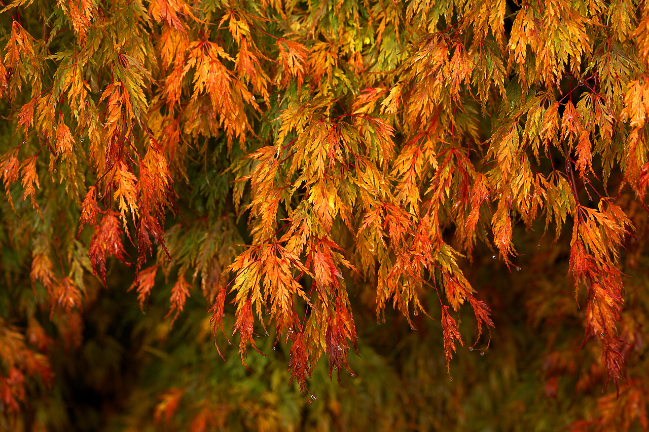 #060743-1 - Japanese Maple in Autumn, Tayside Region, Scotland