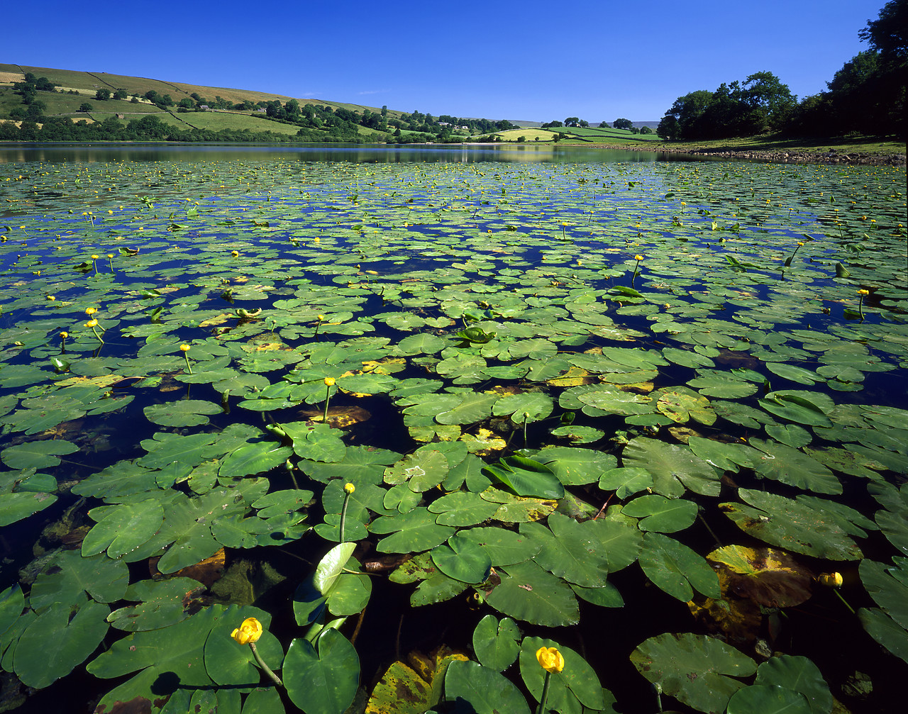 #060775-1 - Lily Pads on Semer Water, near Bainbridge, North Yorkshire, England