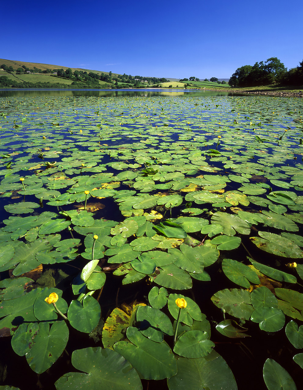 #060775-2 - Lily pads on Semer Water, near Bainbridge, North Yorkshire, England