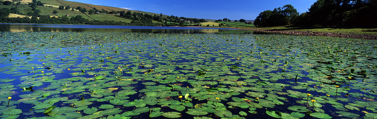 #060775-3 - Lily Pads on Semer Water, Yorkshire Dales National Park, North Yorkshire, England