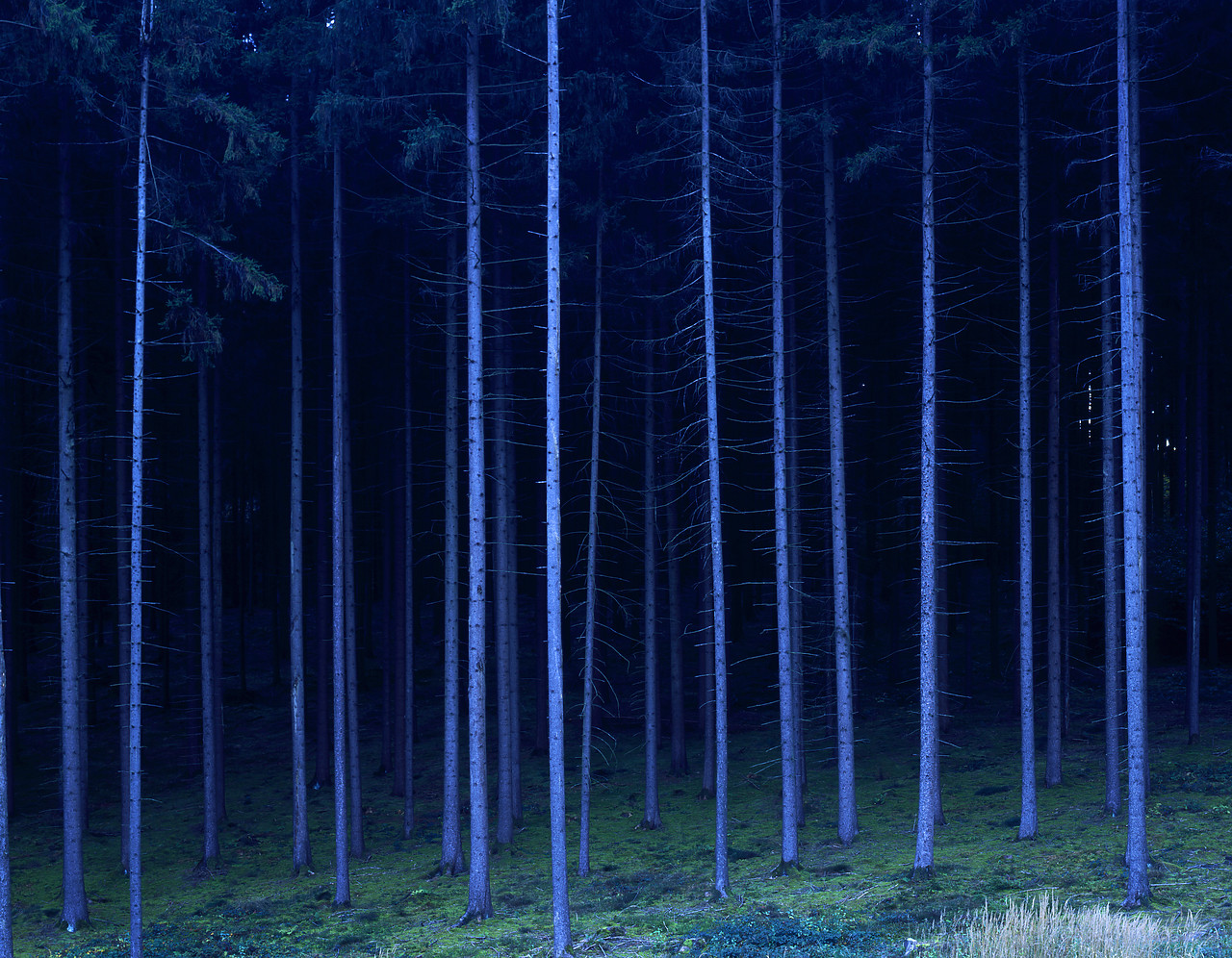 #060776-1 - Blue Pines, Bavaria, Germany