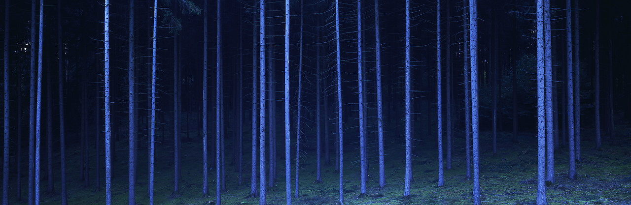 #060776-3 - Blue Pines, Bavaria, Germany