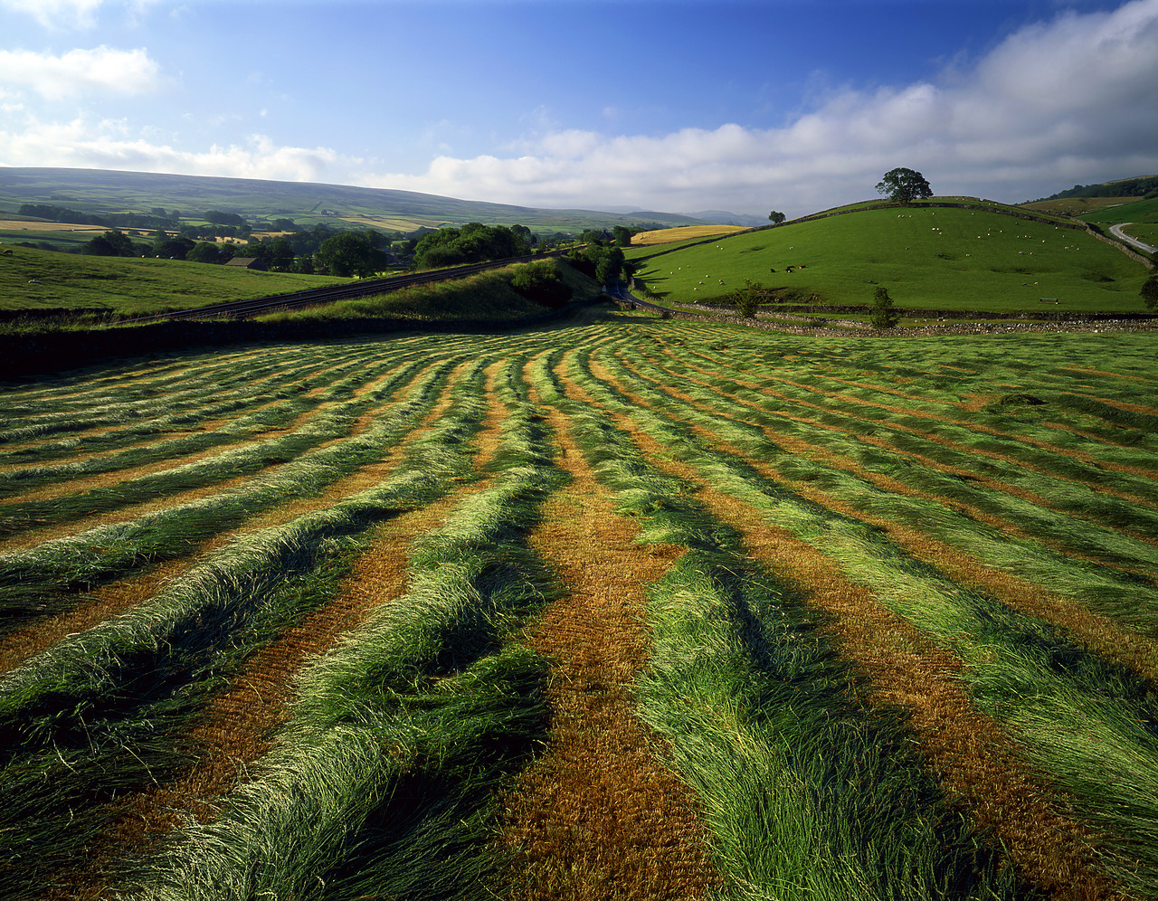 #060779-1 - Rows of Freshly Cut Grass, near Horton in Ribblesdale, North Yorkshire, England
