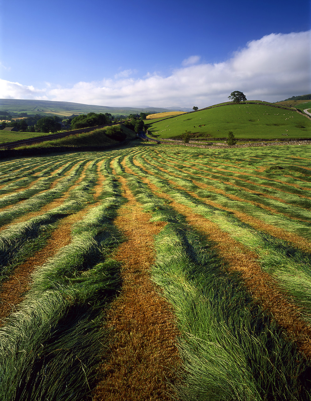 #060779-2 - Rows of Freshly Cut Grass, near Horton in Ribblesdale, North Yorkshire, England