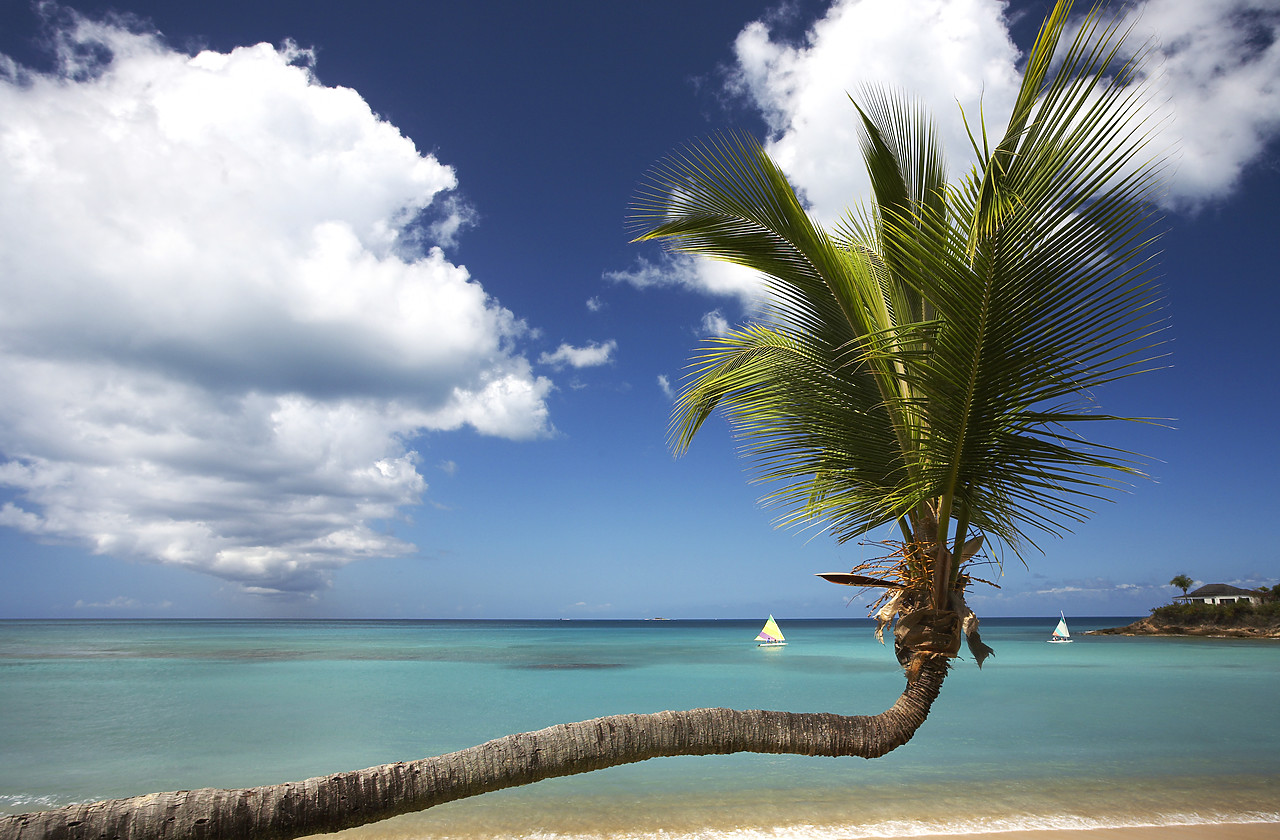 #070019-1 - Lateral Palm Tree, Hawksbill Beach, Antigua, Caribbean, West Indies