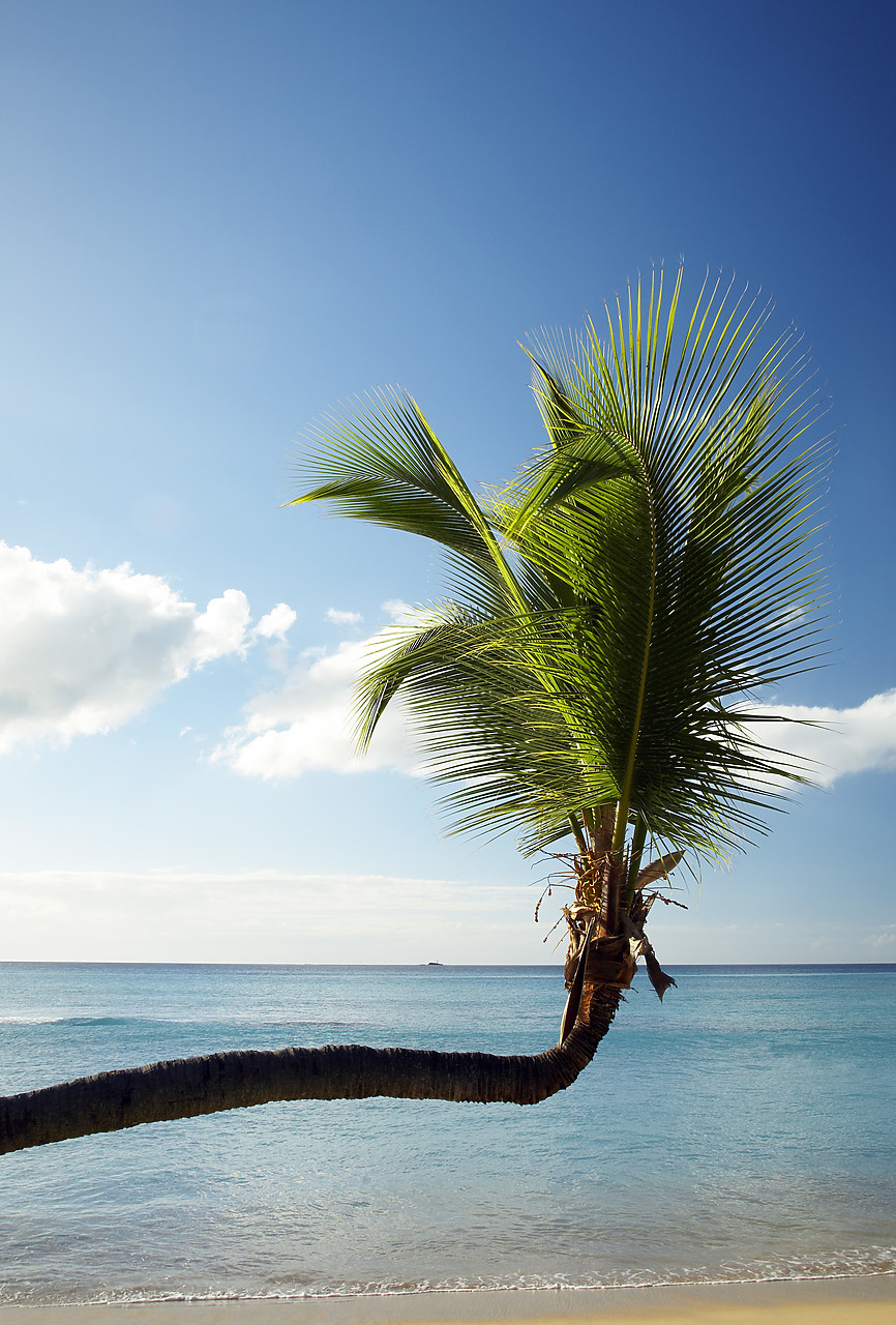 #070019-2 - Lateral Palm Tree, Antigua, Caribbean, West Indies