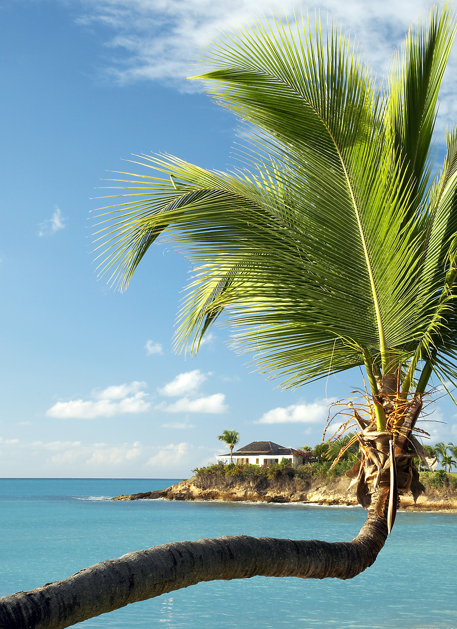 #070019-3 - Lateral Palm Tree & House, Antigua, Caribbean, West Indies