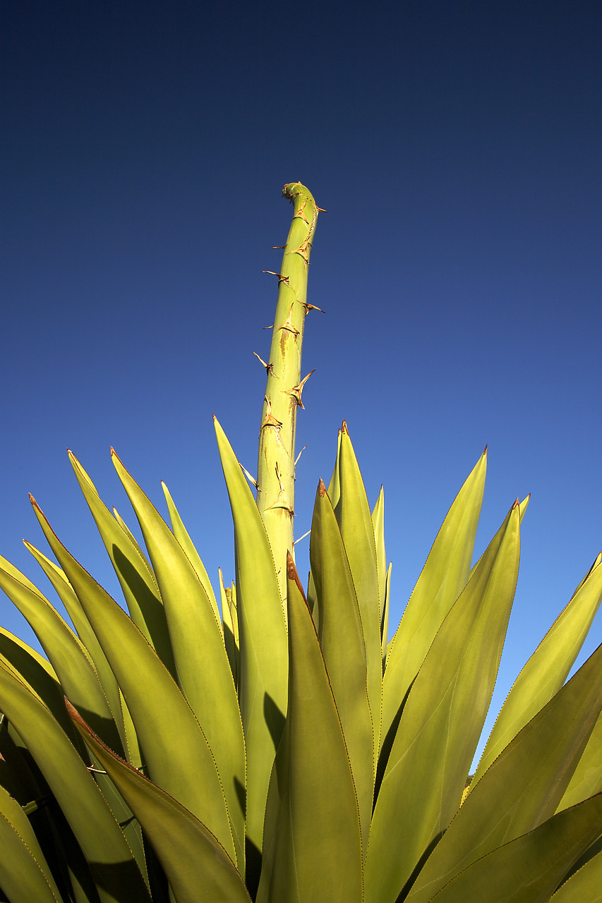 #070038-1 - Yucca Plant Detail, Antigua, Caribbean, West Indies