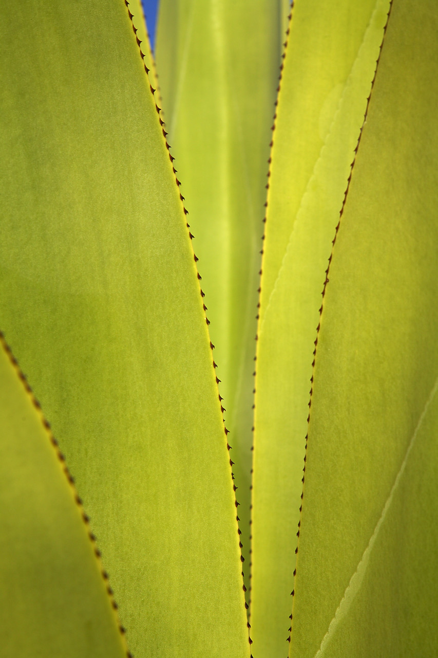 #070039-1 - Yucca Plant Detail, Antigua, Caribbean, West Indies