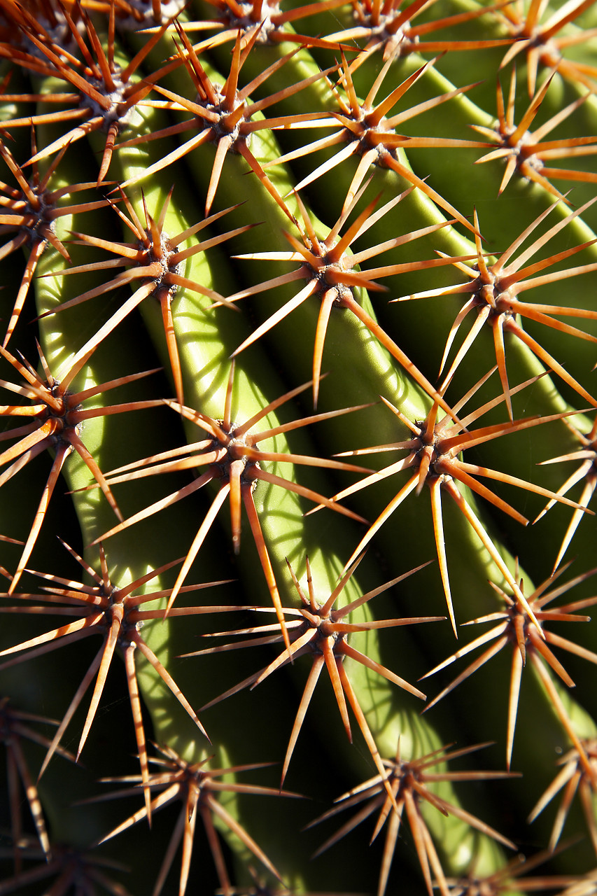 #070040-1 - Cactus Needles, Antigua, Caribbean, West Indies