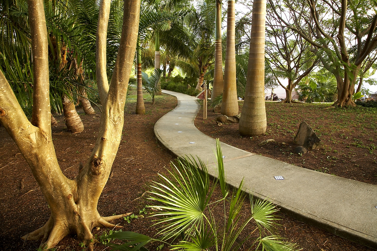 #070041-1 - Footpath through Tropical Wood, Antigua, Caribbean, West Indies