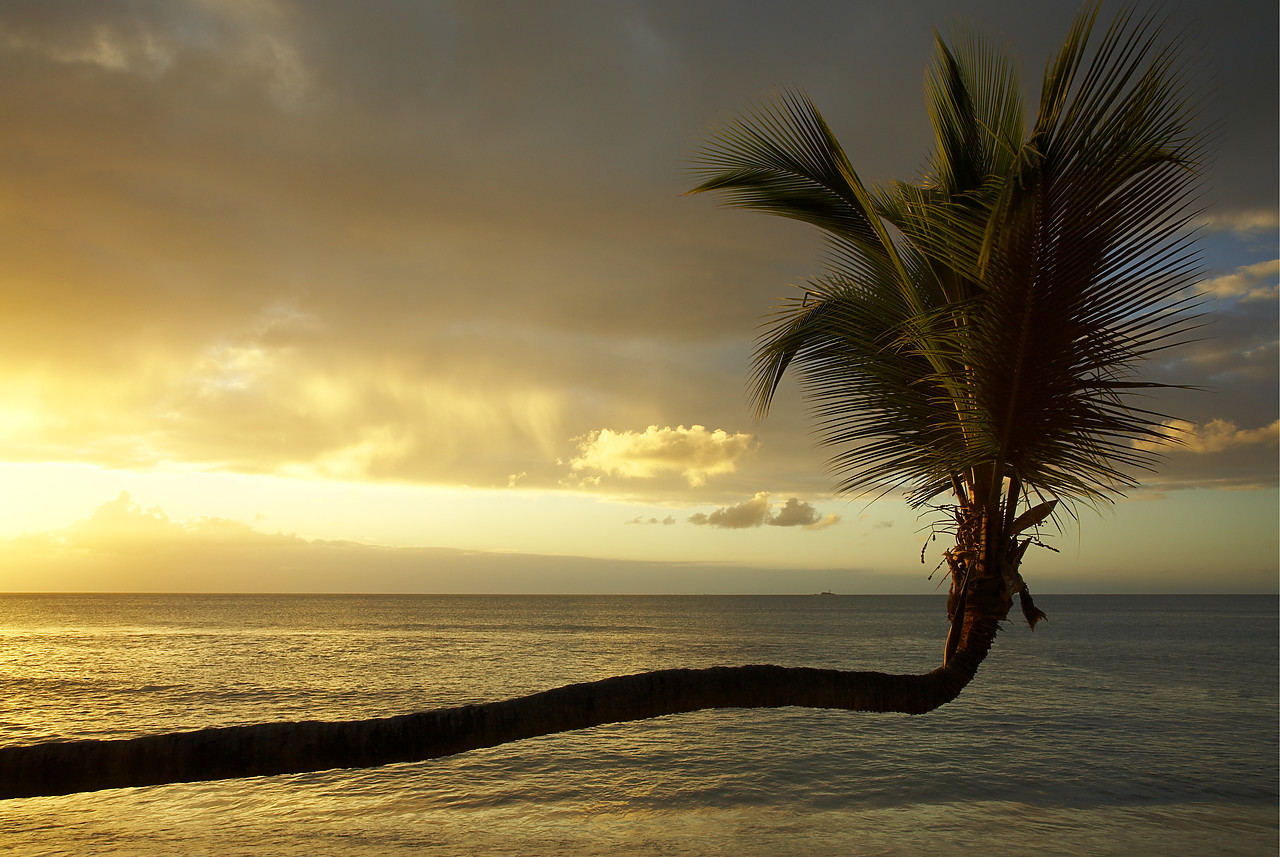 #070047-1 - Lateral Palm Tree at Sunset, Antigua, Caribbean, West Indies
