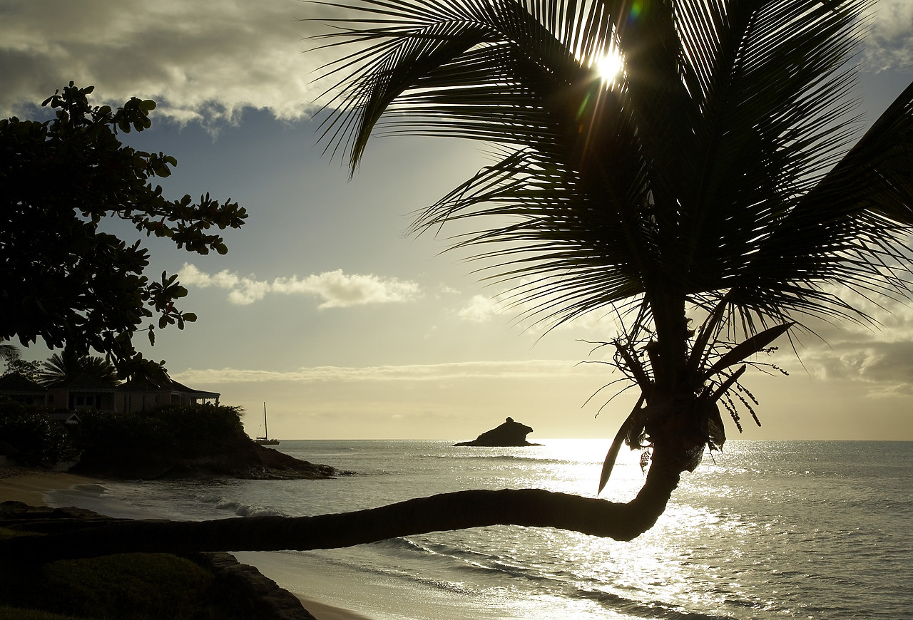 #070048-1 - Lateral Palm Tree at Sunset, Antigua, Caribbean, West Indies