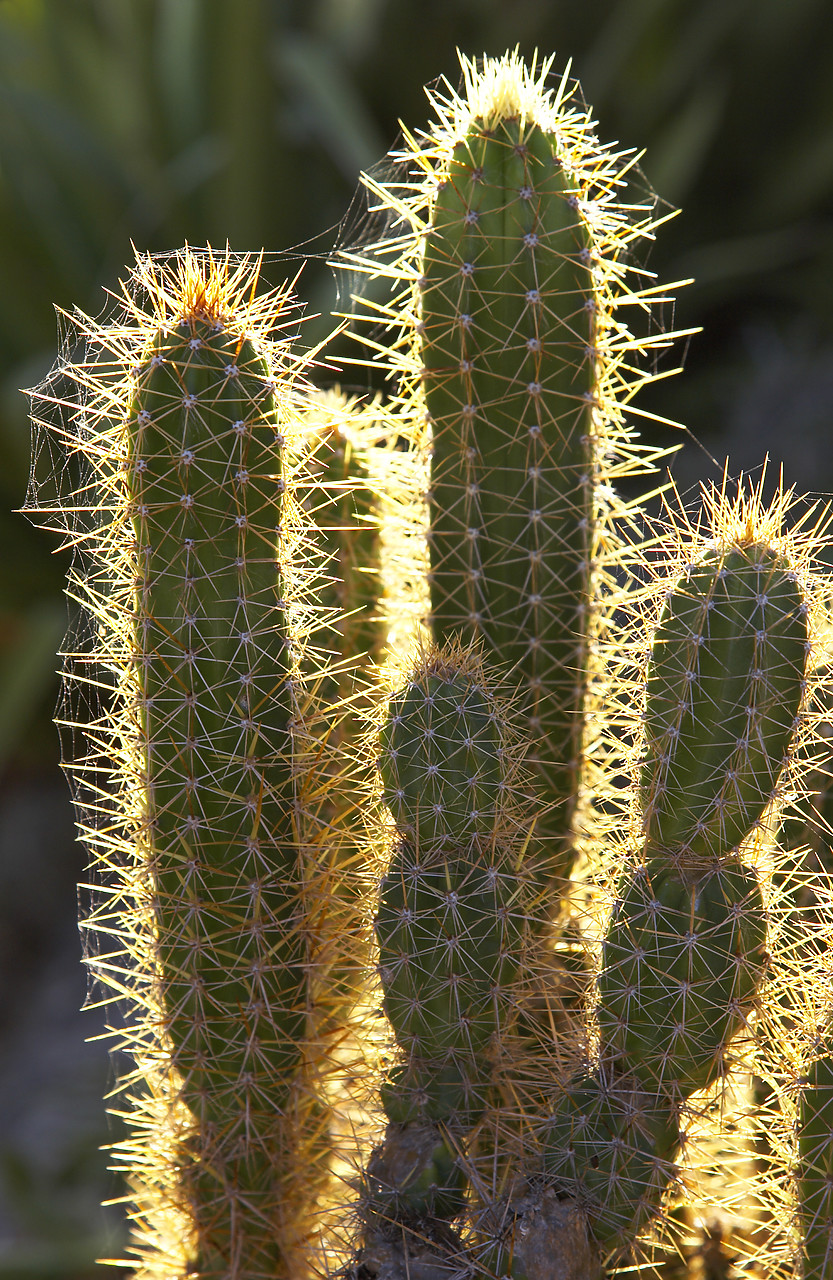 #070055-1 - Sunlight through Cactus Needles, Antigua, Caribbean, West Indies