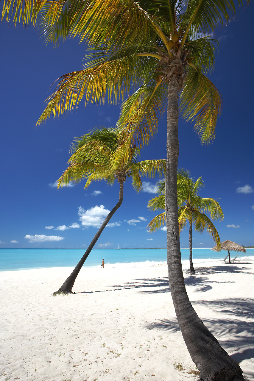 #070062-1 - Palm Trees at Coco Point, Barbuda, Caribbean, West Indies