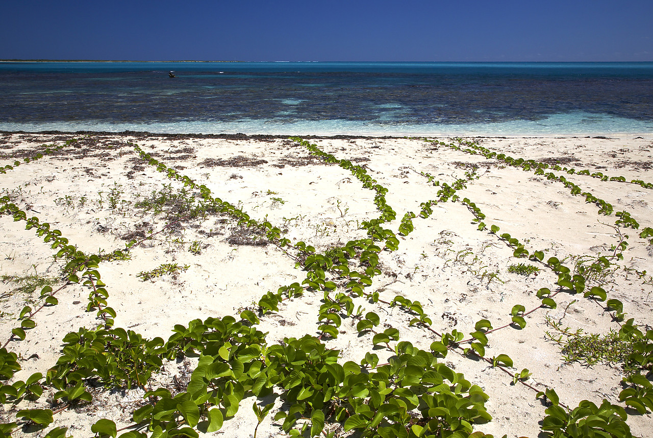 #070063-1 - Beach at Coco Point, Barbuda, Caribbean, West Indies