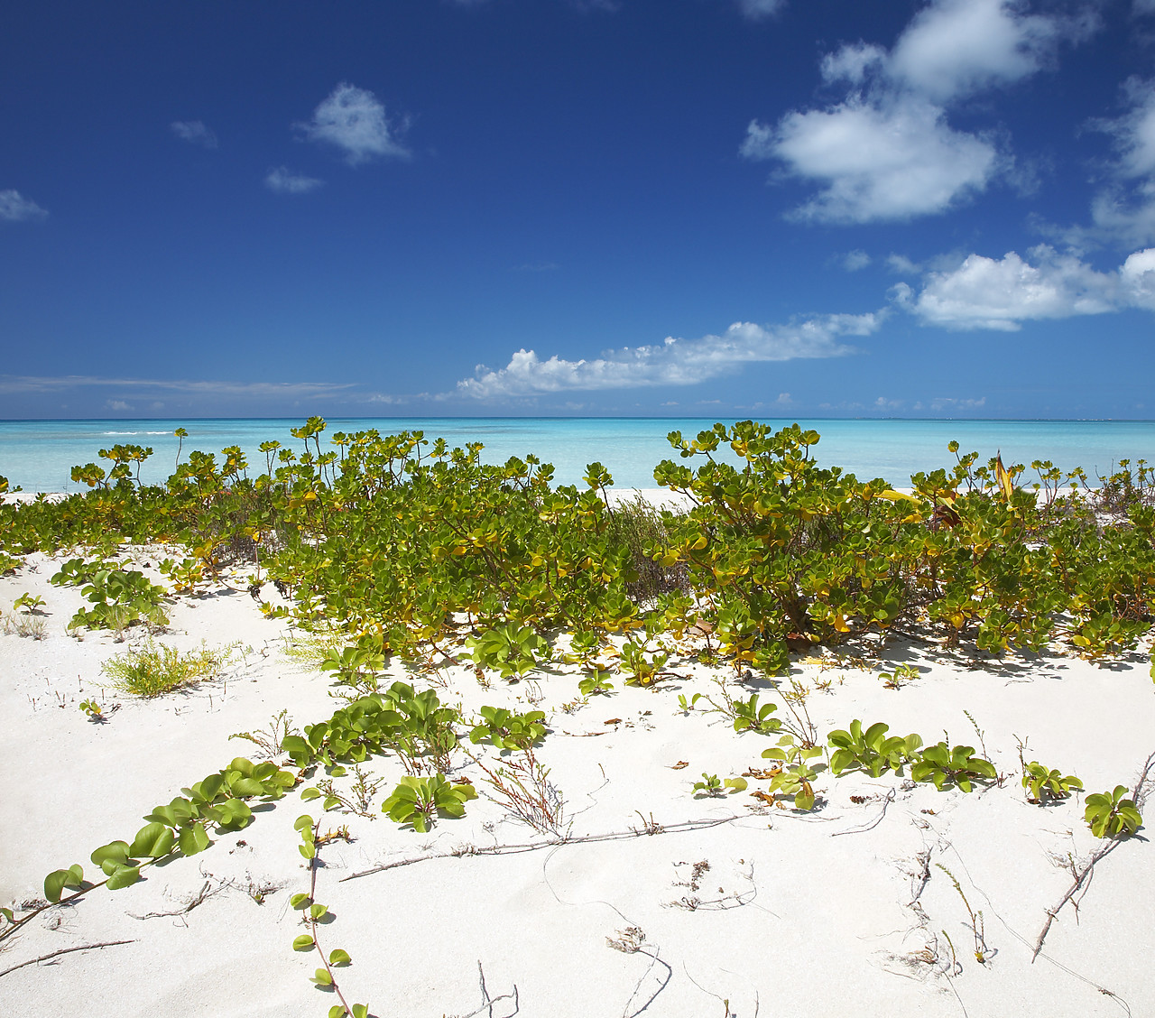 #070064-1 - Beach at Coco Point, Barbuda, Caribbean, West Indies