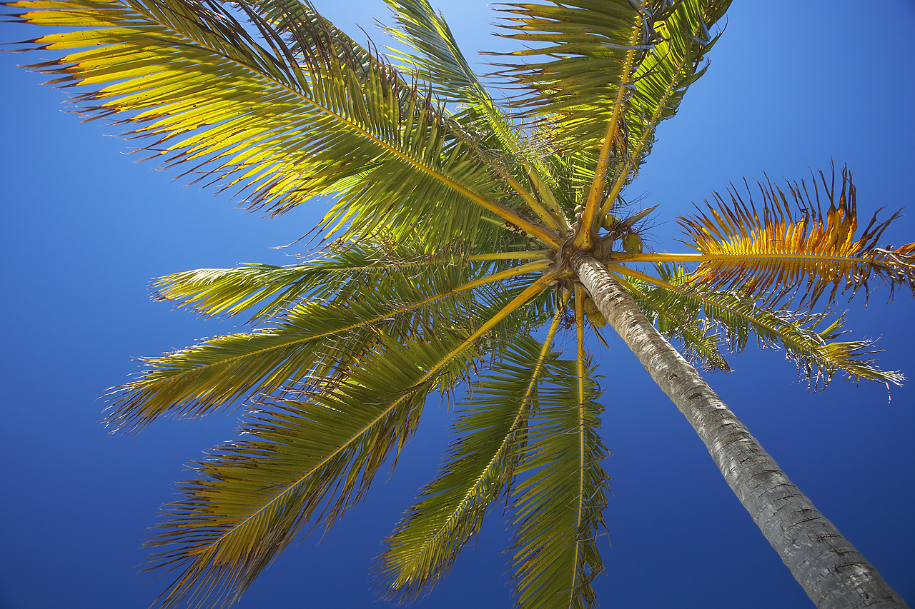 #070071-1 - View up to Palm Tree, Barbuda, Caribbean, West Indies