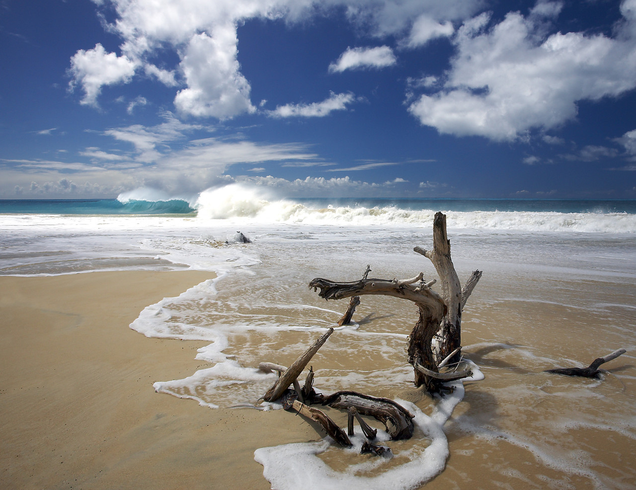 #070075-1 - Driftwood on Beach, Barbuda, Caribbean, West Indies