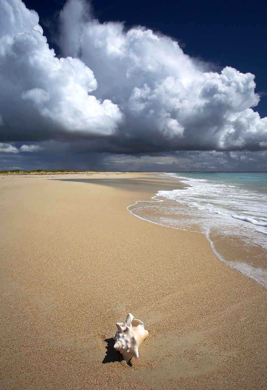 #070086-1 - Conch Shell on Beach, Barbuda, Caribbean, West Indie