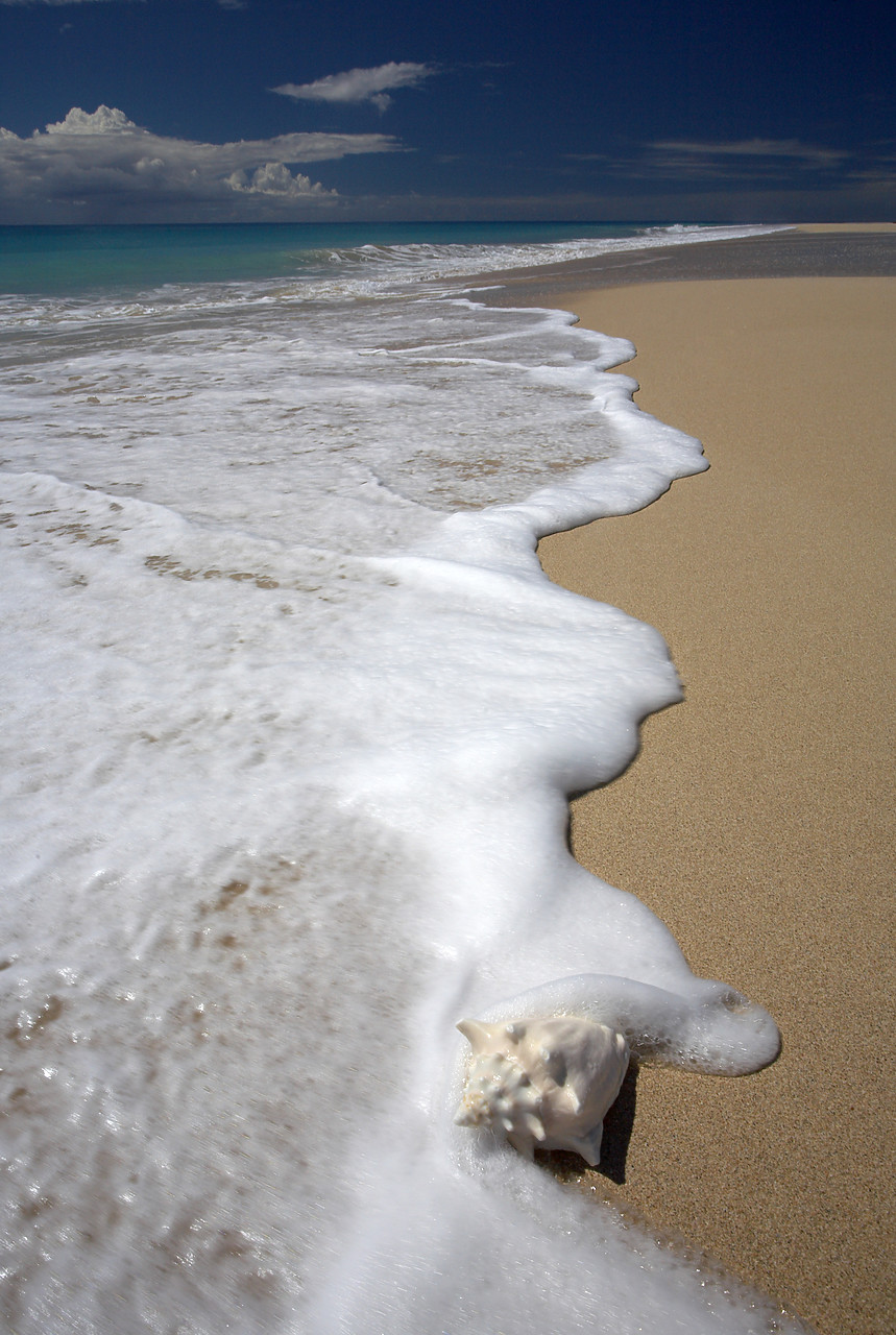 #070087-1 - Surf & Conch Shell, Barbuda, Caribbean, West Indies