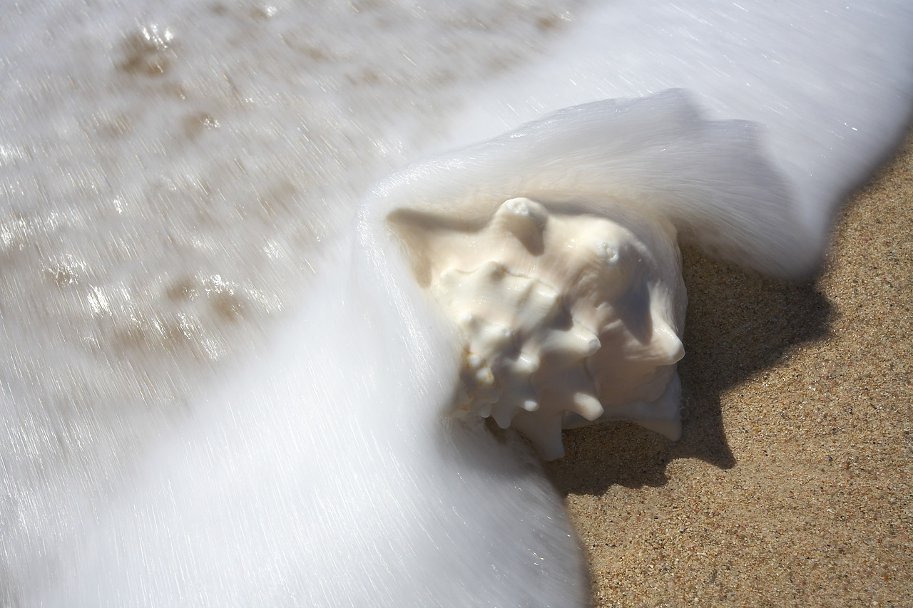 #070088-1 - Surf surrounding Conch Shell, Barbuda, Caribbean, West Indies