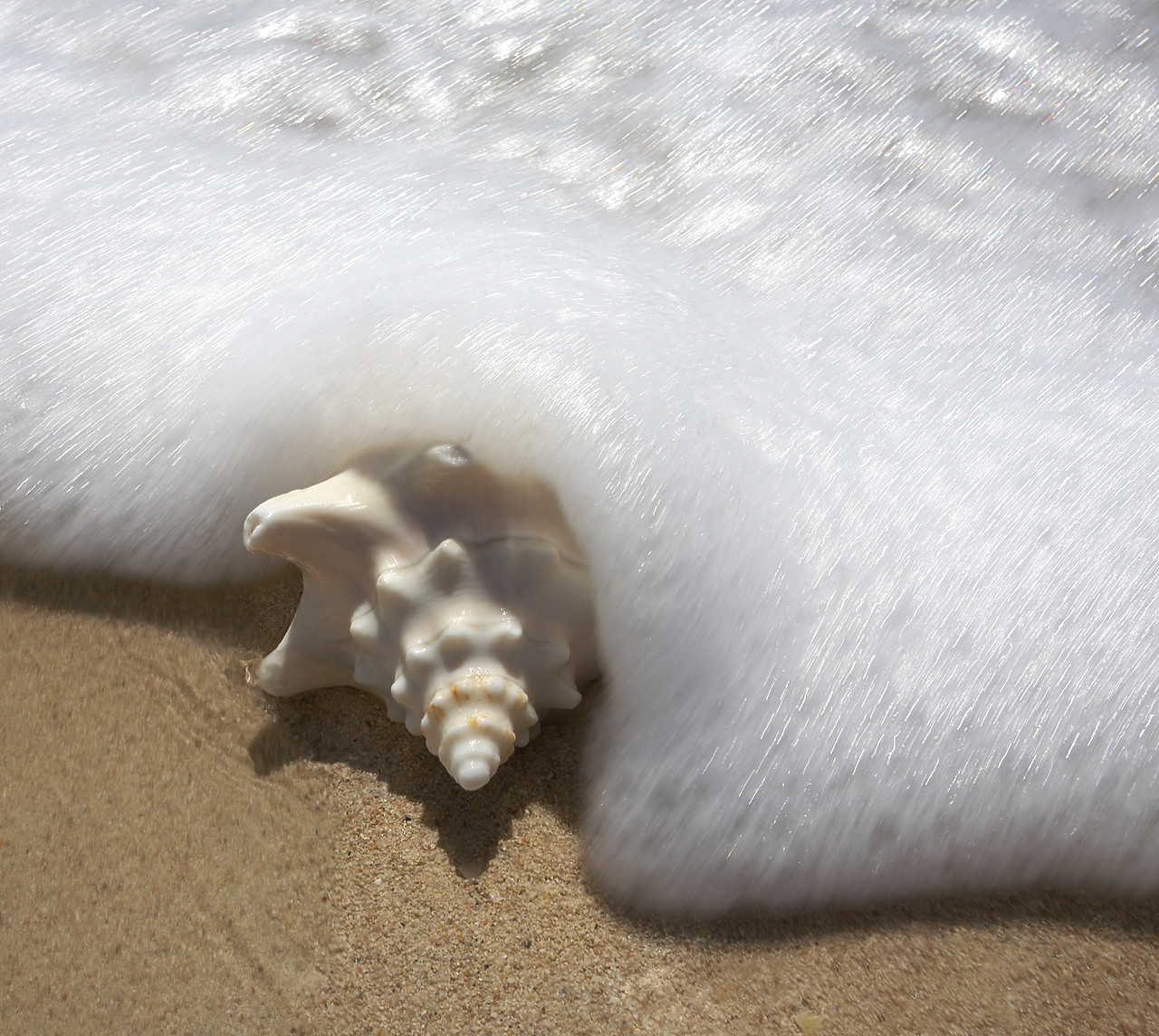 #070089-1 - Surf surrounding Conch Shell, Barbuda, Caribbean, West Indies