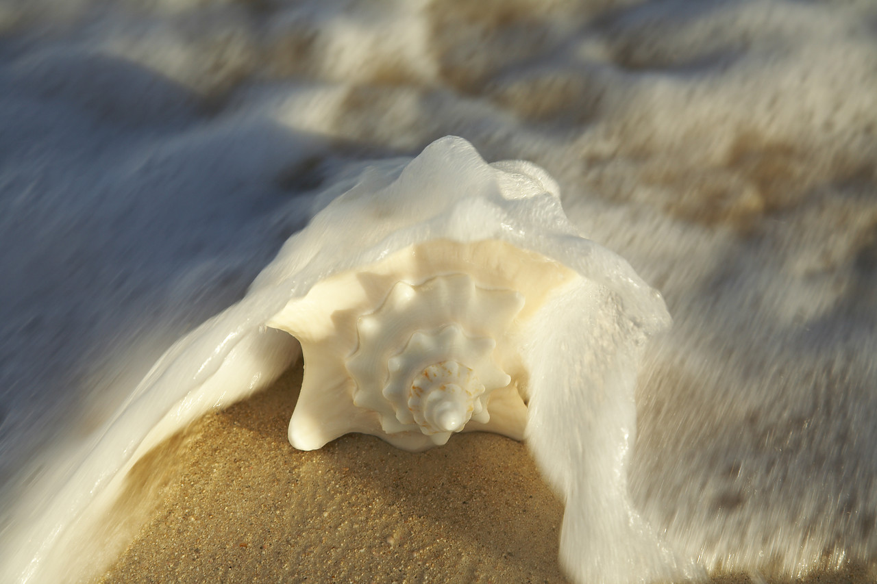 #070090-1 - Surf surrounding Conch Shell, Barbuda, Caribbean, West Indies