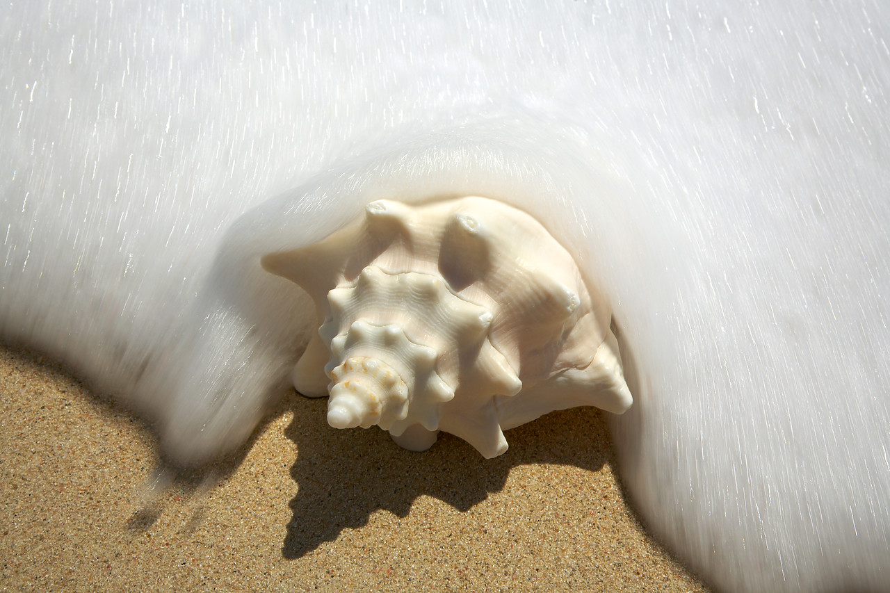 #070091-1 - Surf surrounding Conch Shell, Barbuda, Caribbean, West Indies