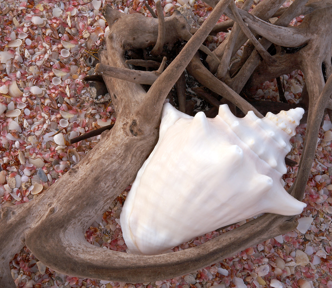 #070096-1 - Conch Shell on Driftwood, Barbuda, Caribbean, West Indies