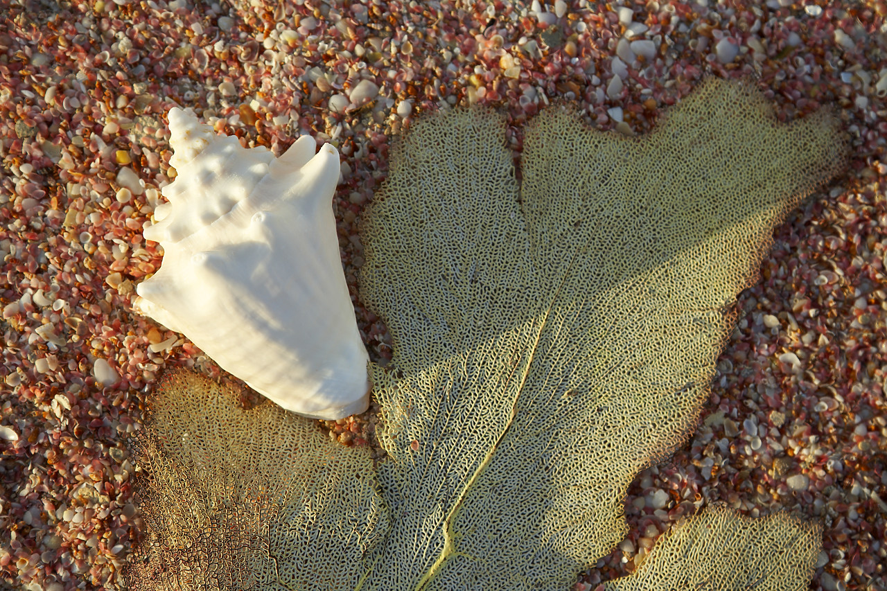 #070097-1 - Conch Shell & Fan Coral, Barbuda, Caribbean, West Indies