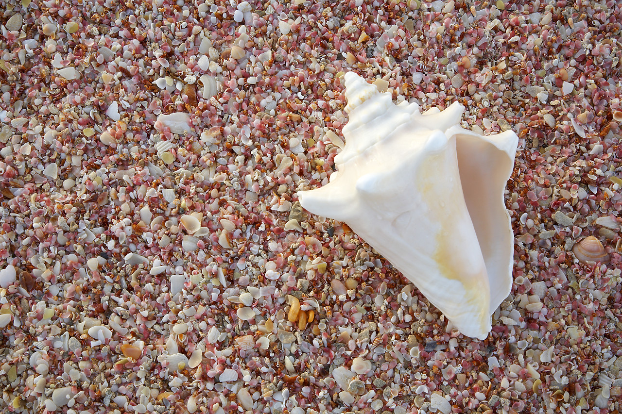 #070098-1 - Conch Shell & Pink Shells, Barbuda, Caribbean, West Indies