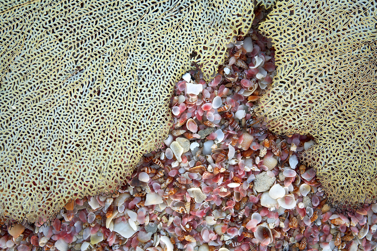 #070099-1 - Fan Coral & Shells, Barbuda, Caribbean, West Indies