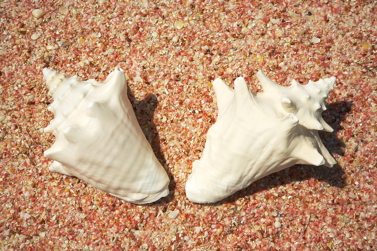 #070101-1 - Conch Shells on Pink Shells, Barbuda, Caribbean, West Indies