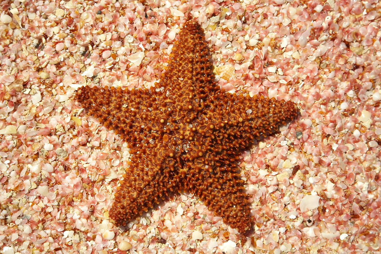 #070103-1 - Starfish on Pink Shells, Barbuda, Caribbean, West Indies