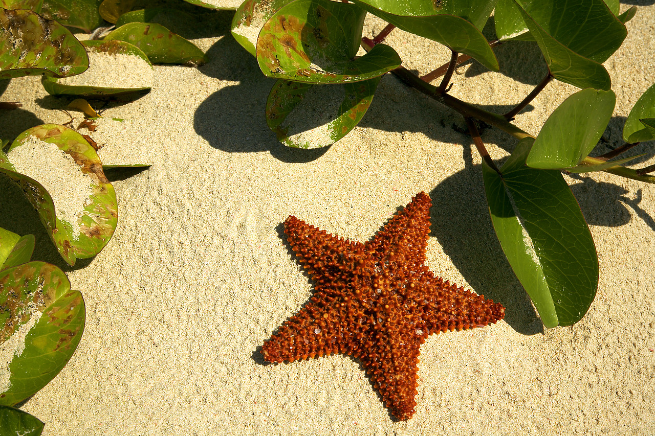 #070104-1 - Starfish on Beach, Barbuda, Caribbean, West Indies